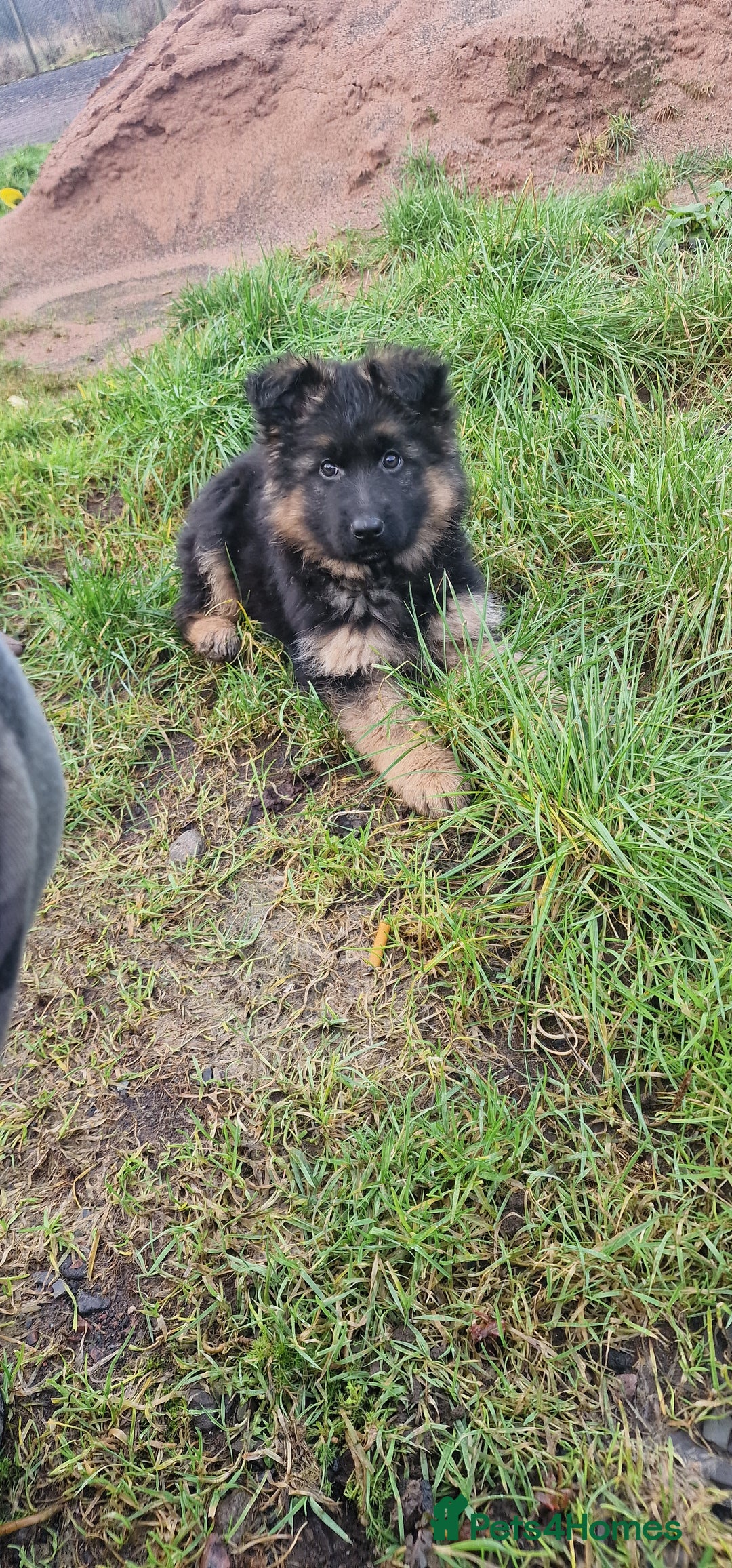 German Shepherd dogs for sale: German Shepherd pups  - Advert 17