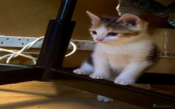 Mixed Breed cats for sale: Shy calico girl needs a loving home  - Advert 2