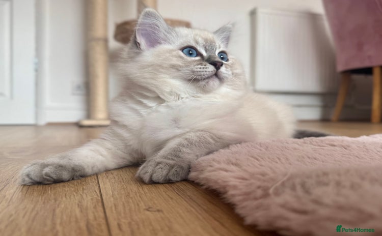 Ragdoll cats - Advert 1