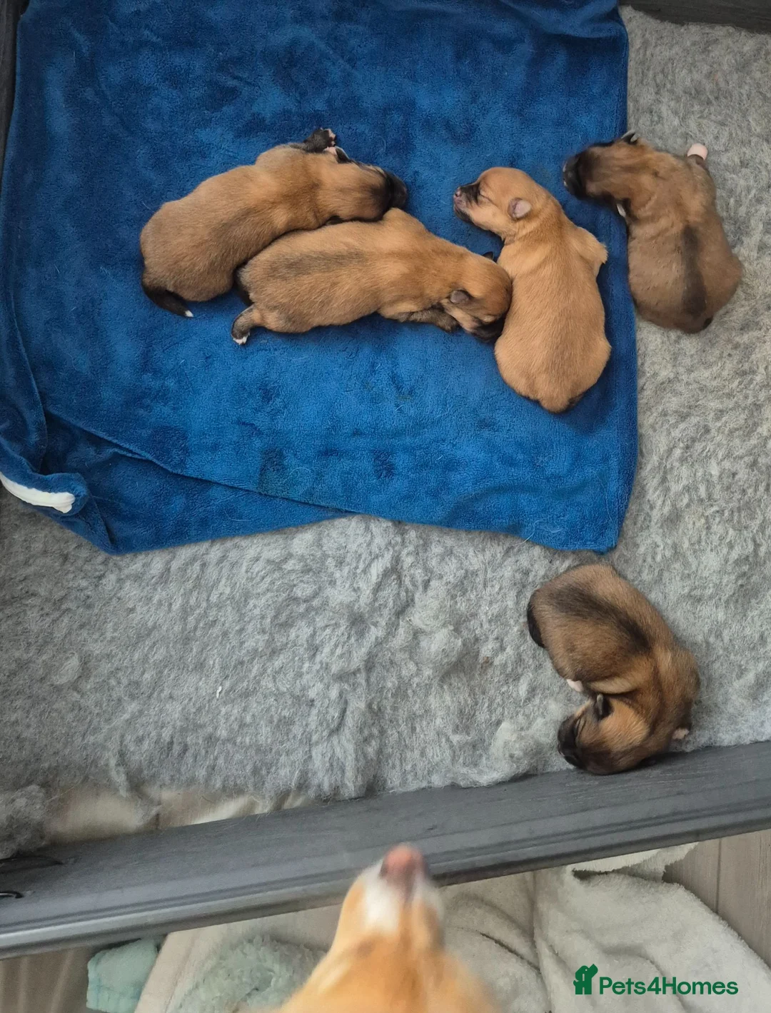 Pomeranian dogs for sale: 5 beautiful pomeranian puppies in Egremont - Advert 2