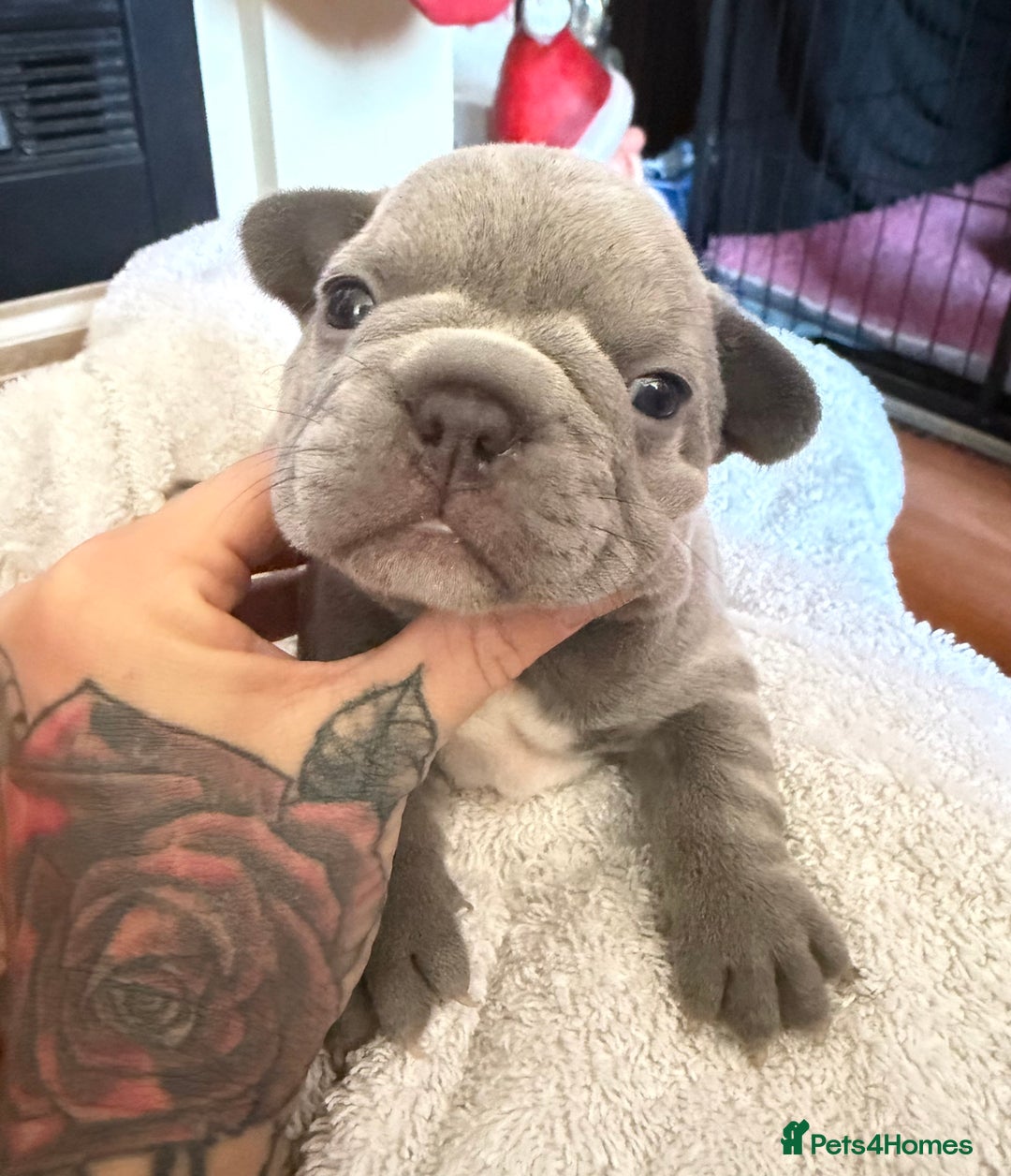 French Bulldog dogs for sale: French bulldog puppies  - Advert 18