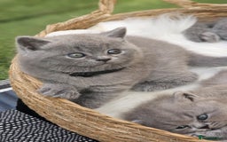 British Shorthair cats for sale: Show Quality Champions British Shorthair GCCF - Image 8