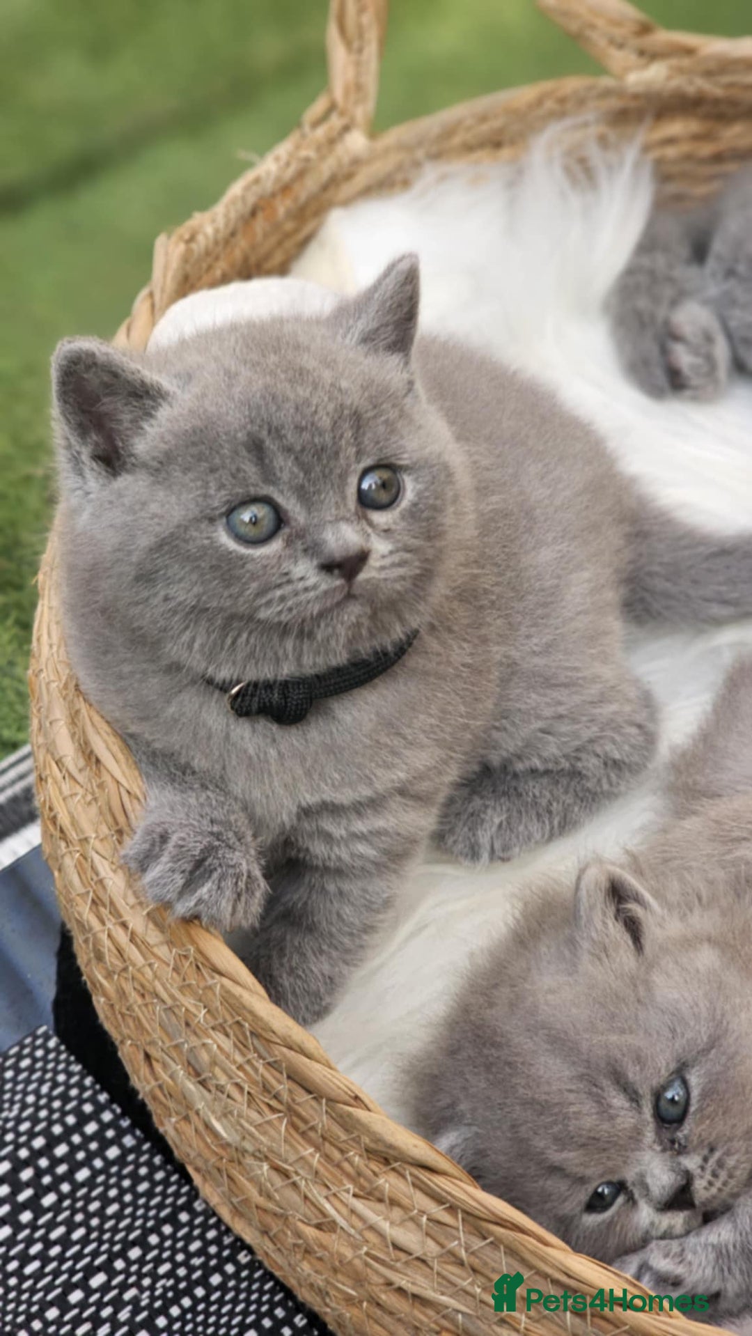 British Shorthair cats for sale: Show Quality Champions British Shorthair GCCF - Image 8