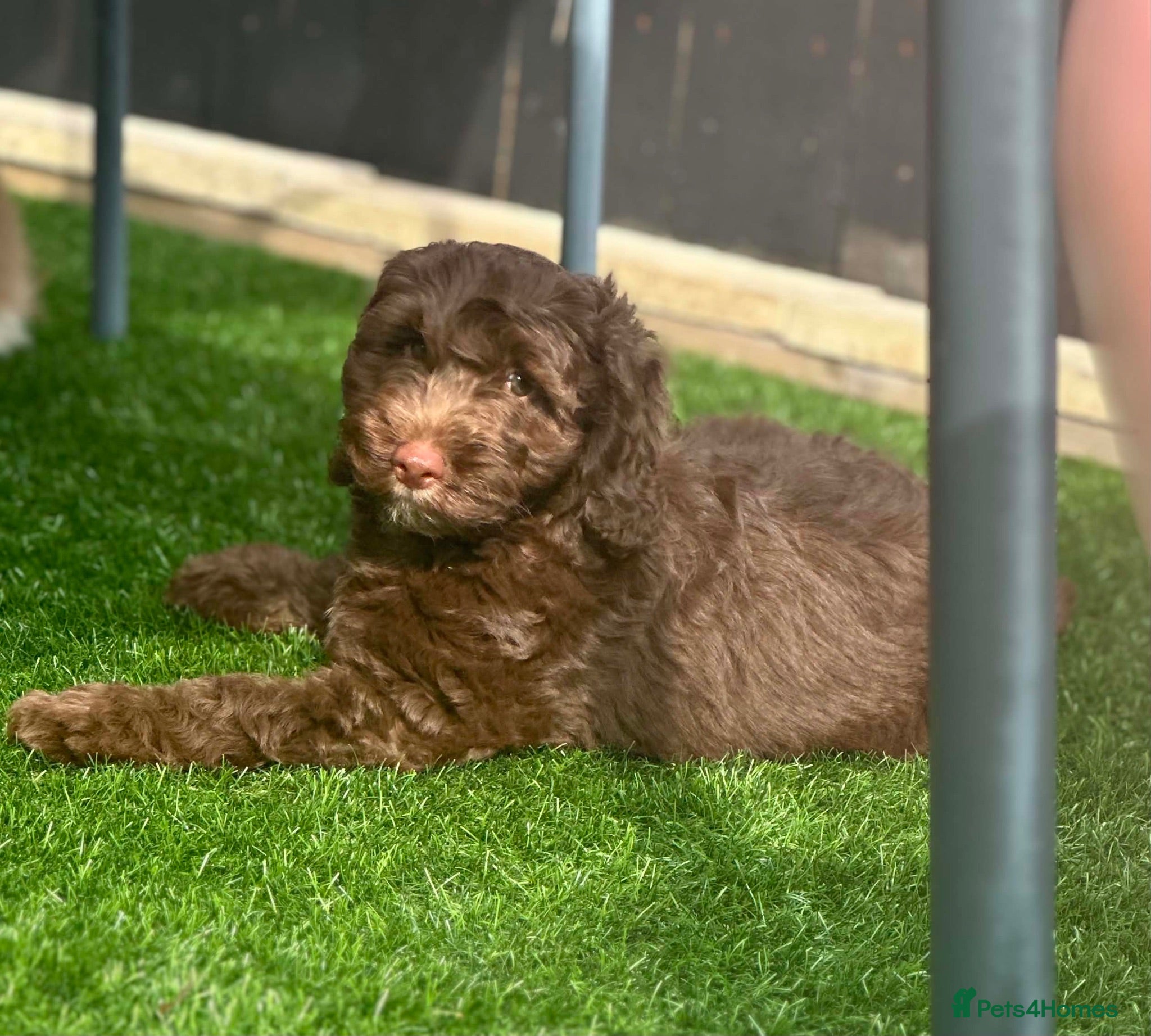 Cockapoo dogs F1 Cockerpoo Puppies - Advert 2