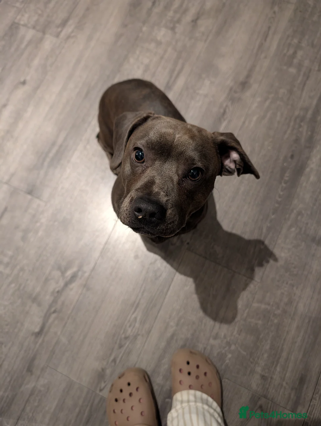 Mixed Breed dogs for sale: French weiner in London - Advert 1