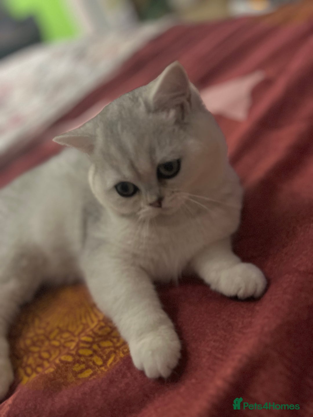 British Shorthair cats for sale: BSH🤍Zubracat Gucci 🤍GCCF🌟 - Advert 3