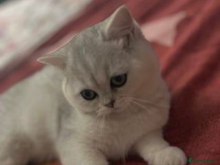 British Shorthair cats BSH🤍Zubracat Gucci 🤍GCCF🌟 - Advert 10
