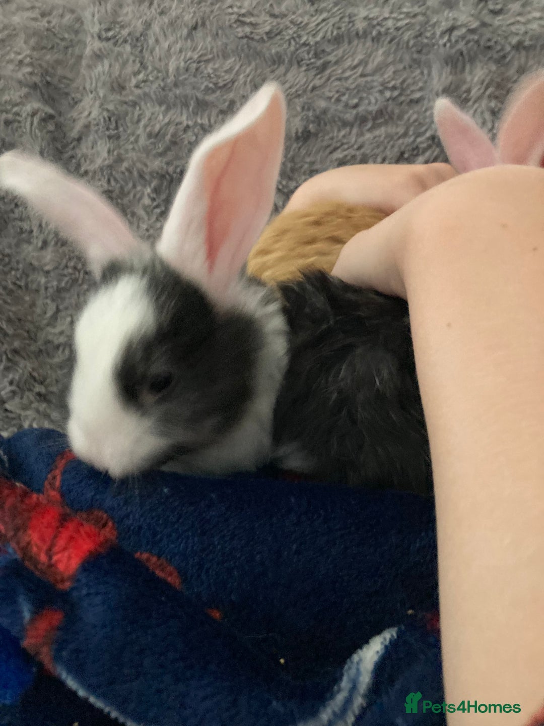 Continental Giant rabbits for sale: 6 weeks old Continental rabbits - Image 4