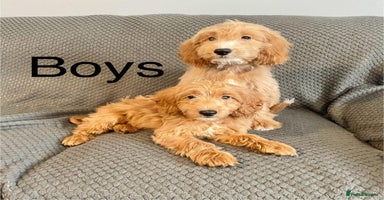 Cockapoo dogs - Advert 5