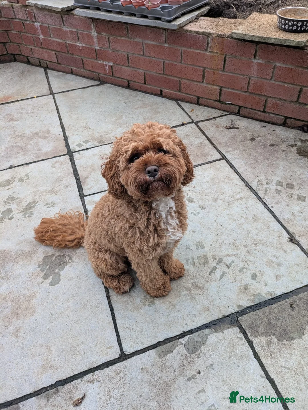 Cavapoo dogs for stud: Proven Cavapoo Stud - Not for sale.  - Advert 11