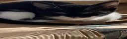 Mixed Breed cats for sale: Two beautiful kittens - Advert 4