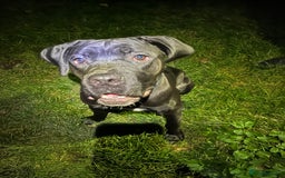 Cane Corso dogs for sale: Cane corso puppies - Advert 1