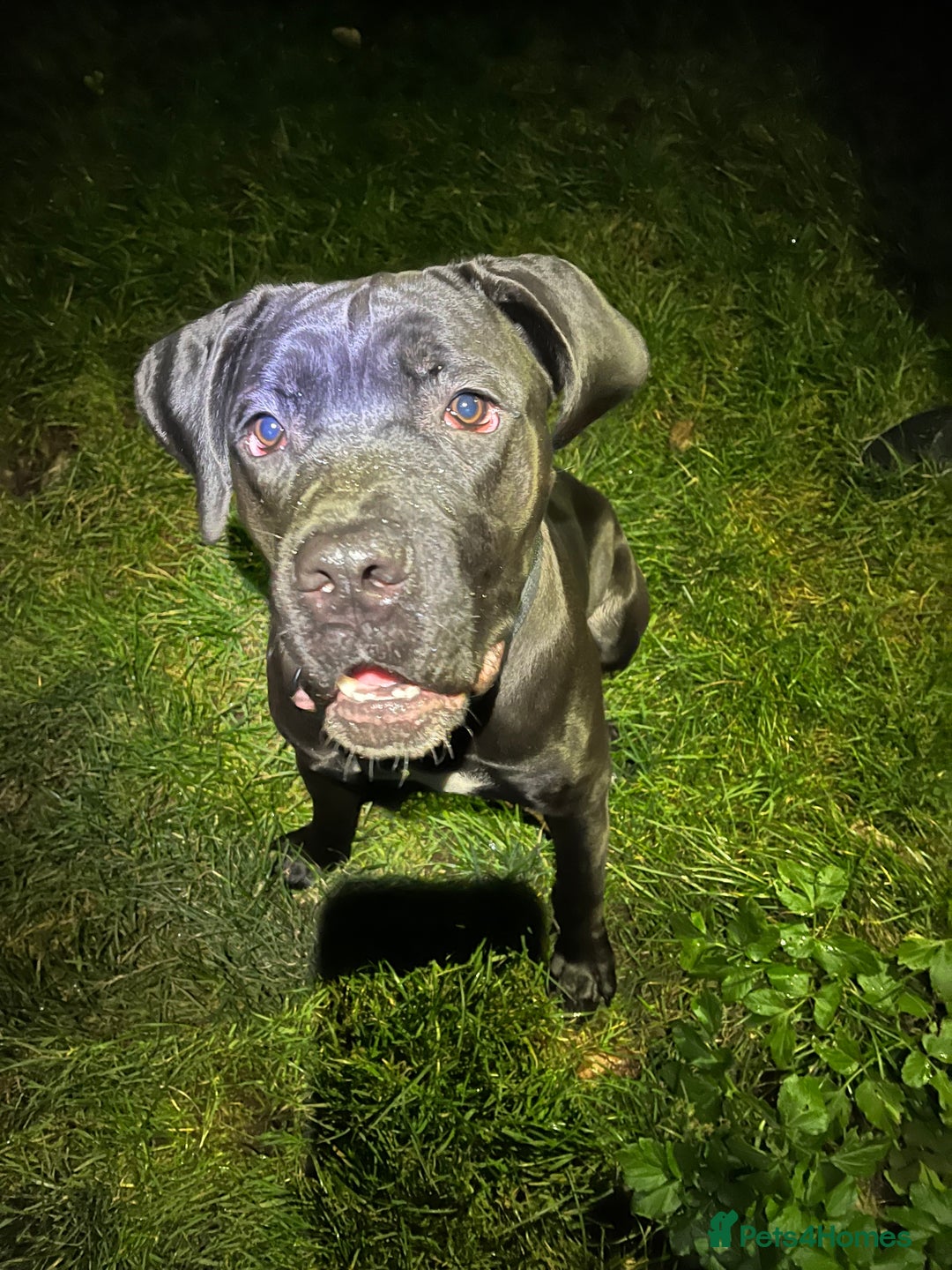 Cane Corso dogs for sale: Cane corso puppies - Advert 1