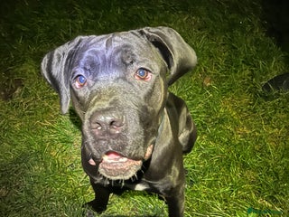 Cane Corso dogs Cane corso puppies - Advert 1