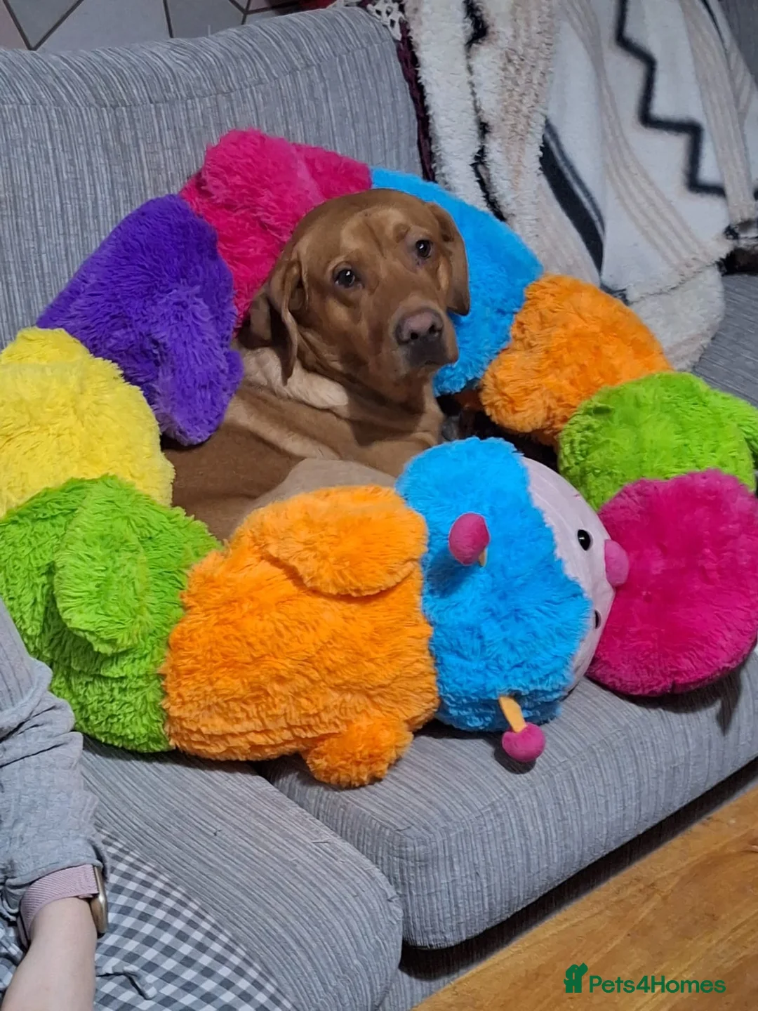 Gallery Image {{count}}