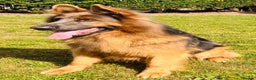 German Shepherd dogs for stud: stunning blue and tan German shepherd at stud in Doncaster - Advert 7