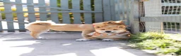 Japanese Shiba Inu dogs for sale: Confidence Comes With Time outstanding shiba 🇯🇵 - Advert 28