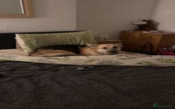 Mixed Breed dogs for sale: 3 loving puppies  - Image 6
