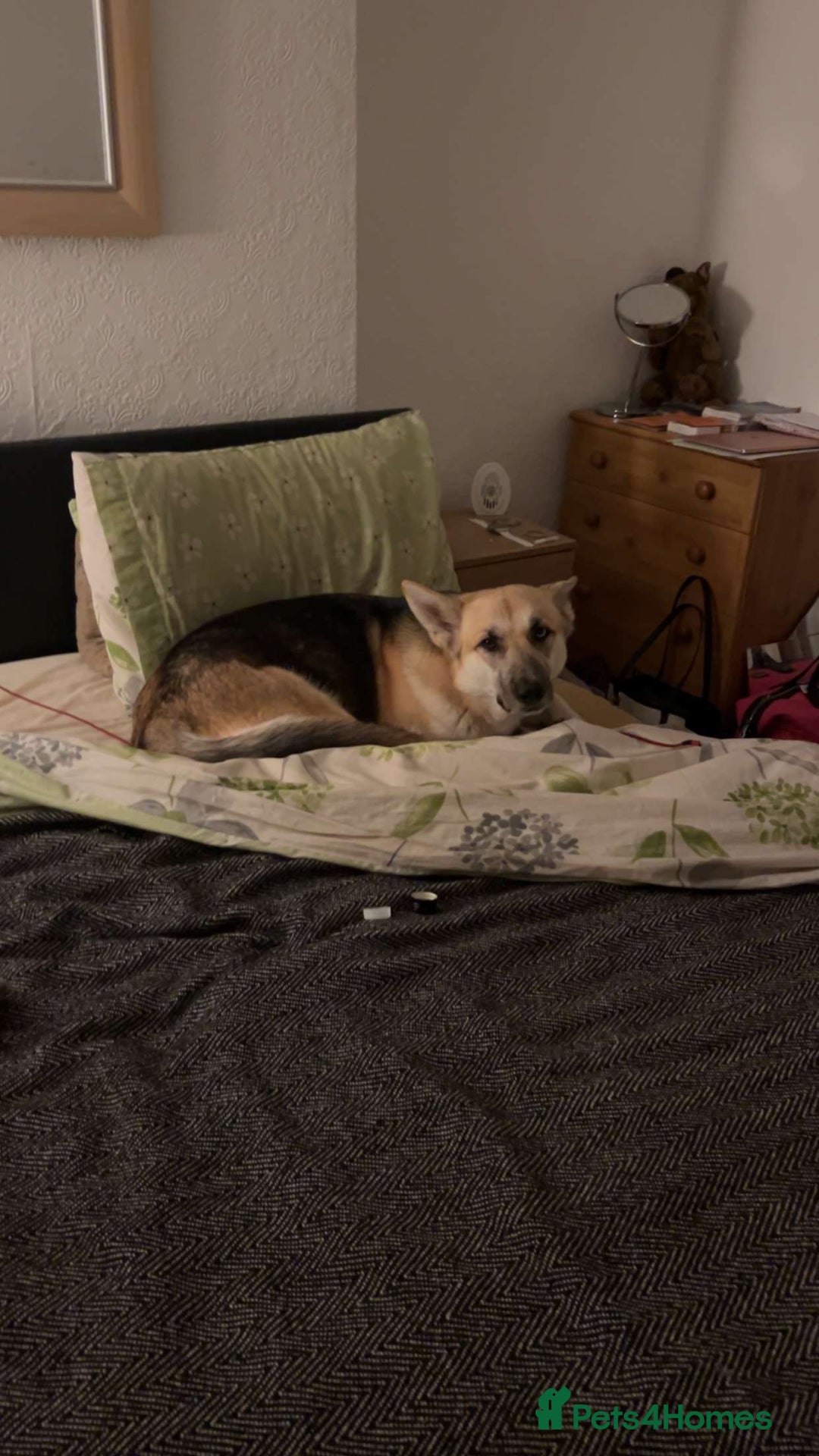 Mixed Breed dogs for sale: 3 loving puppies  - Image 6
