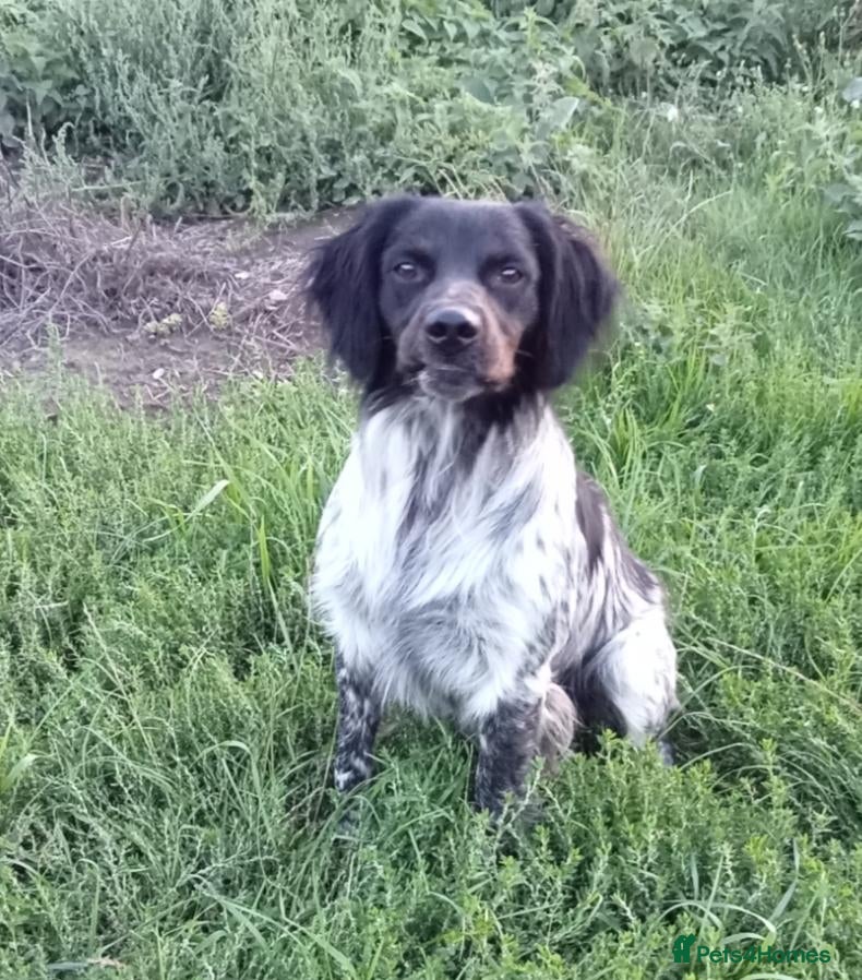 Mixed Breed dogs Fen-Spaniel litter for sale  - Advert 2