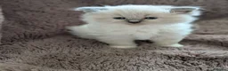 Ragdoll cats for sale: Six WK old Ragdoll kittens - Advert 17