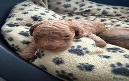 Cockapoo dogs for sale: 5 Beautiful Cockapoo Puppies  - Image 13