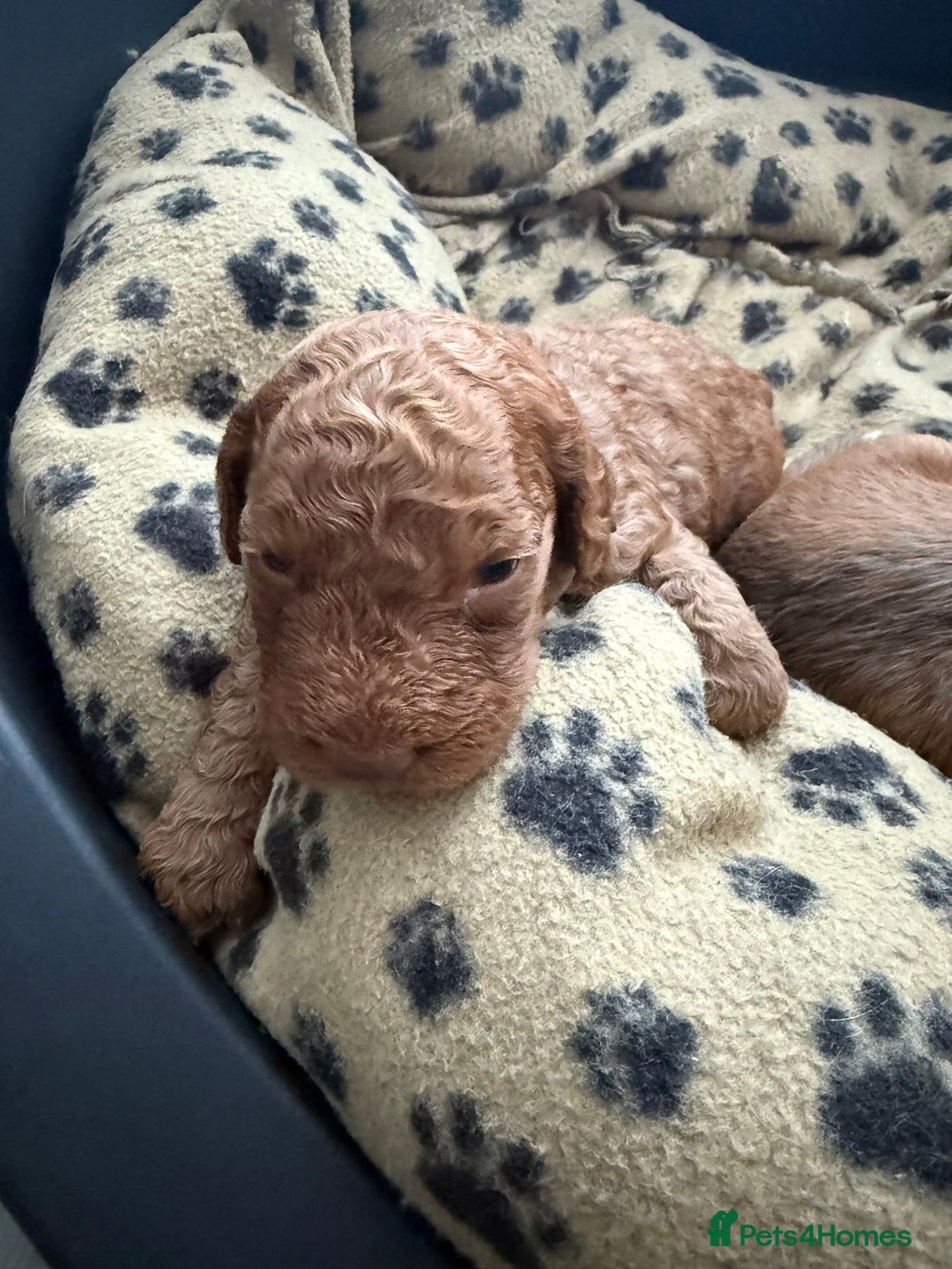 Cockapoo dogs for sale: 5 Beautiful Cockapoo Puppies  - Image 13