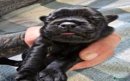 Mixed Breed dogs for sale: Pugapoo - Image 1