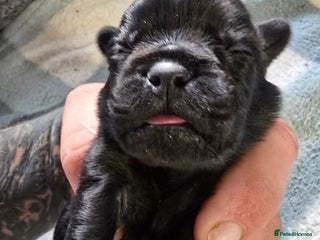 Mixed Breed dogs for sale - Advert 1