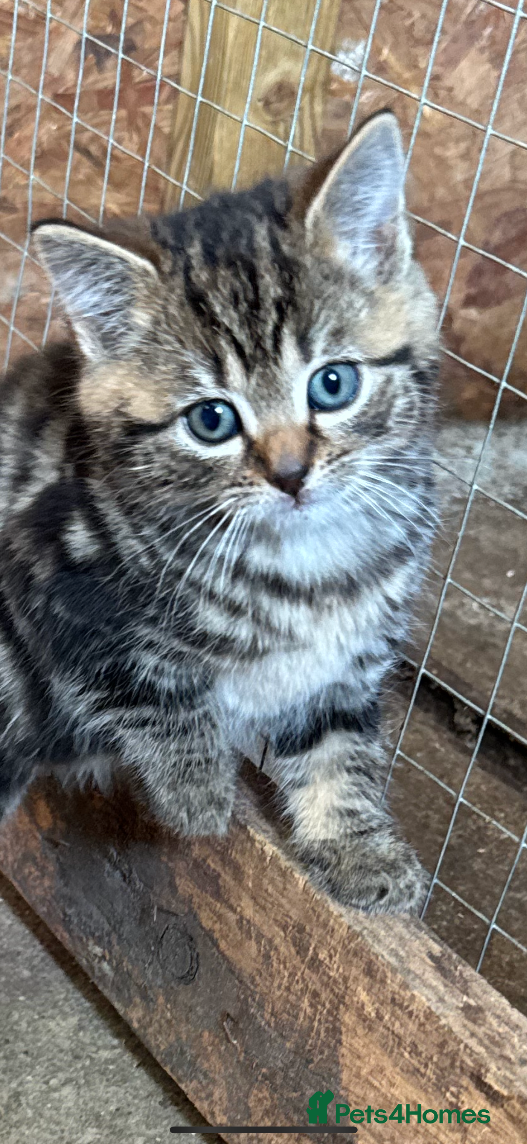 British Shorthair cats for sale: Beautiful kittens for sale - Image 12