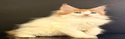 Maine Coon cats for sale: Beautiful maine coon kittens - Advert 5