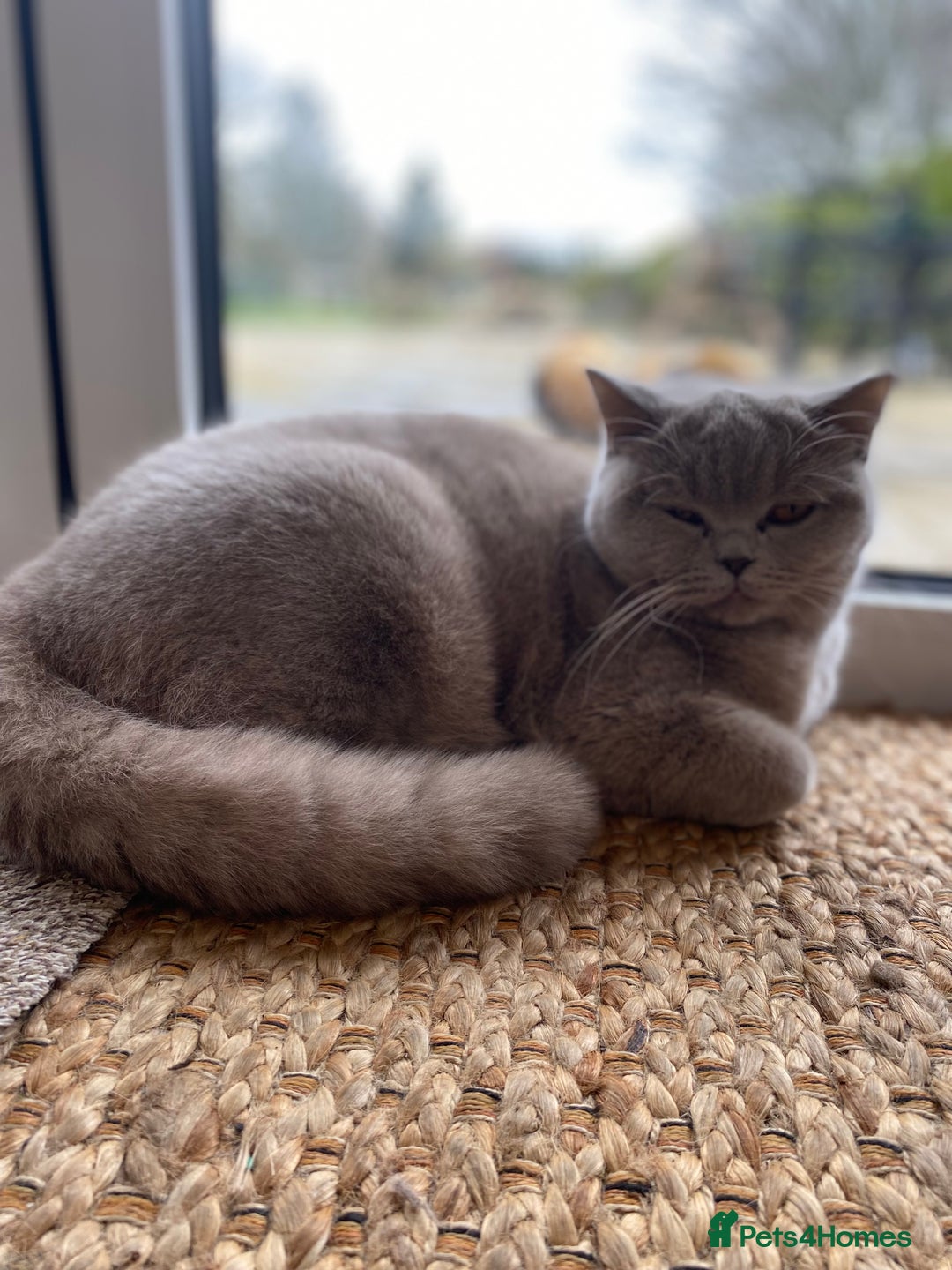 British Shorthair cats for sale: 2 lilac British shorthair cats - Image 6