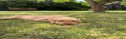 Hungarian Vizsla dogs for sale: Wirehaired Hungarian Vizsla Pups in Malton - Advert 4