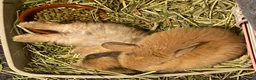 Mini Lion Lop rabbits for sale: ⭐️Beautiful fluffy Lionlops⭐️ - Advert 5