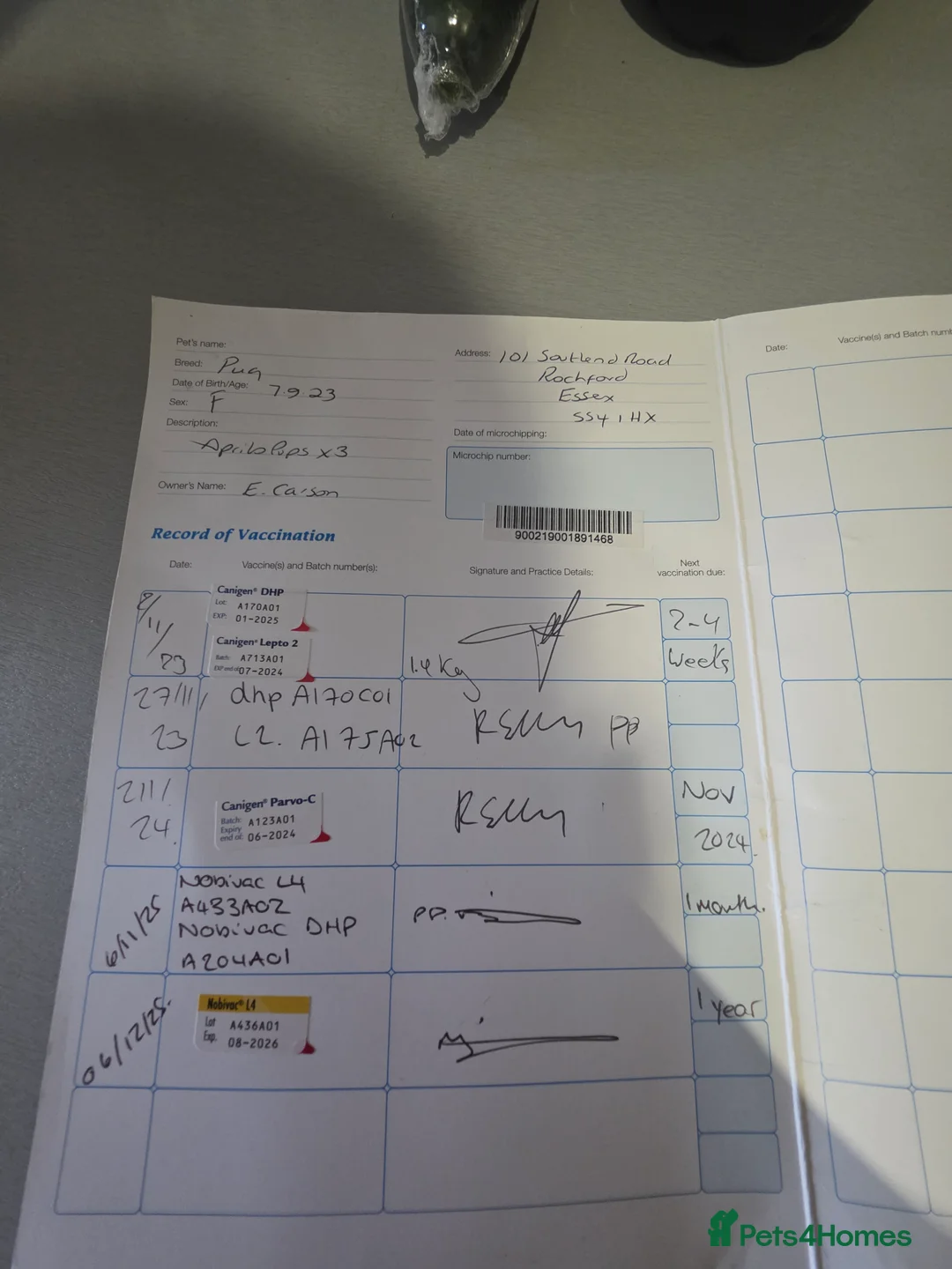 Mixed Breed dogs for sale: Mix bread pug with fluffy frenchie  - Advert 4