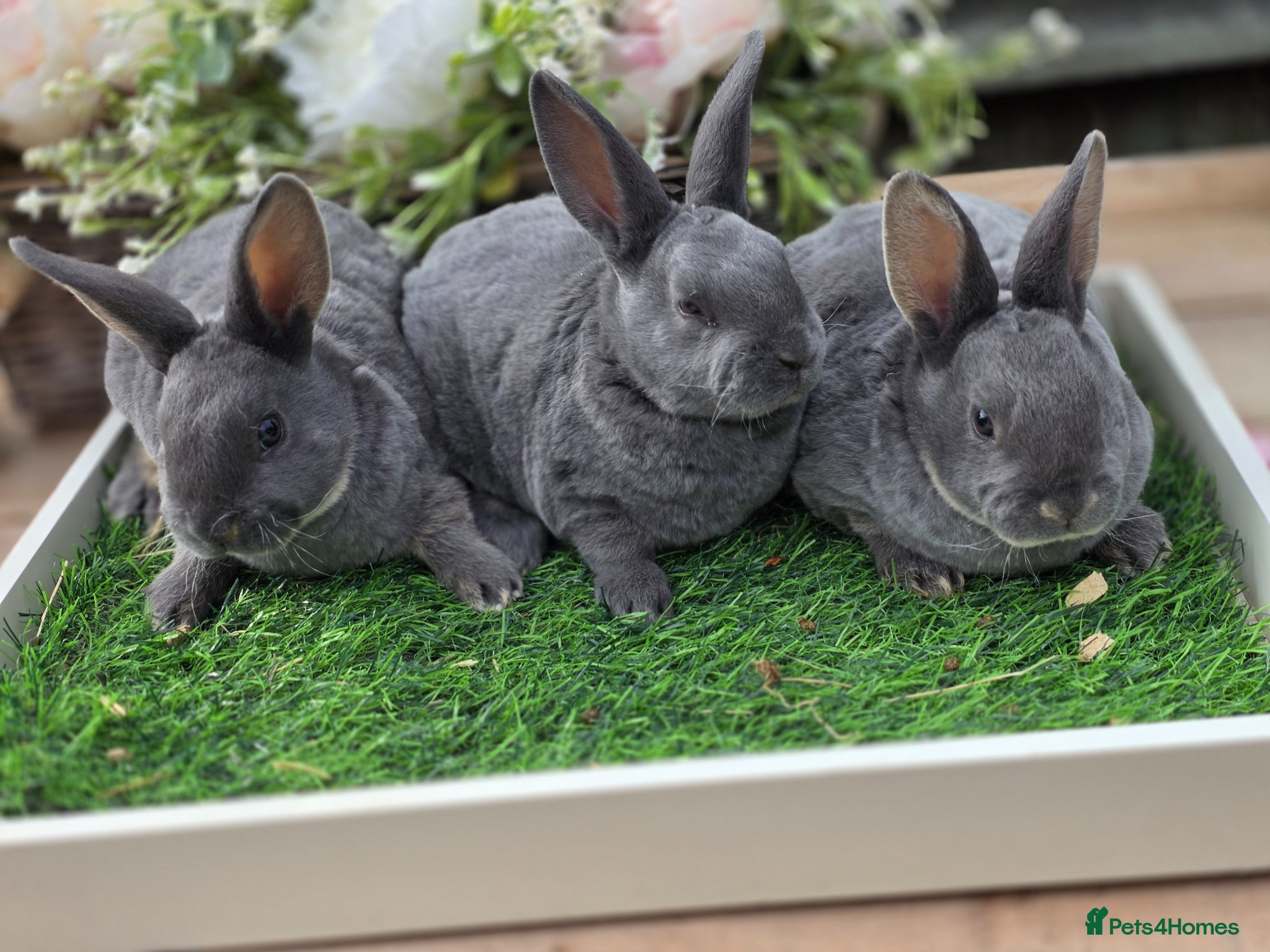 Rex rabbits Blue otter mini rex available to reserve  - Advert 1