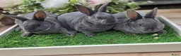 Rex rabbits for sale: Blue otter mini rex available to reserve  - Advert 1