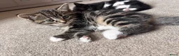 Mixed Breed cats for sale: Beautiful unique looking kittens  - Advert 5