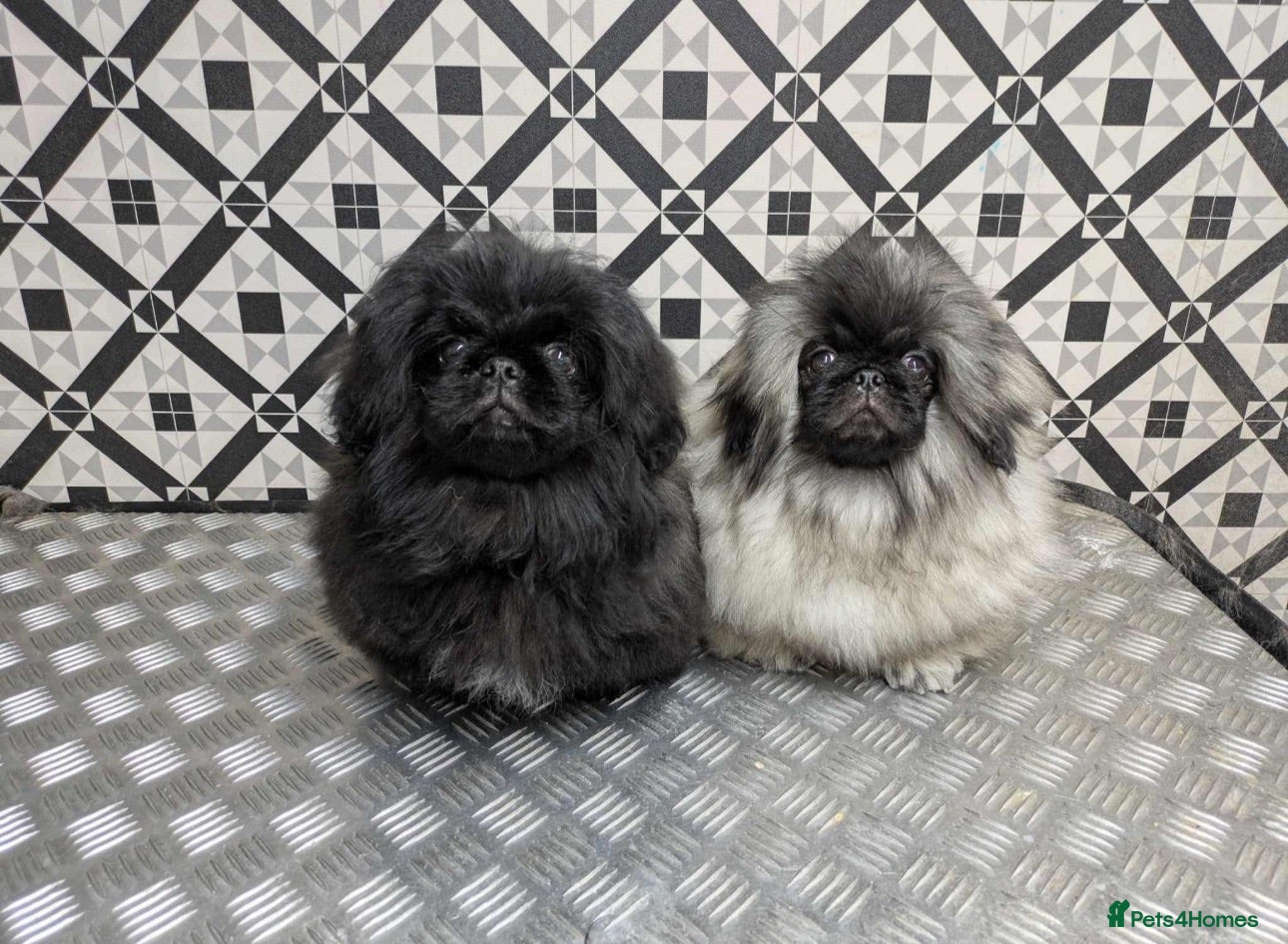 Pekingese dogs Beautiful quality pure pedigree Pekingese puppy’s  - Advert 5