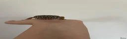 Leopard Gecko reptiles for sale: Leopard Gecko - Advert 3