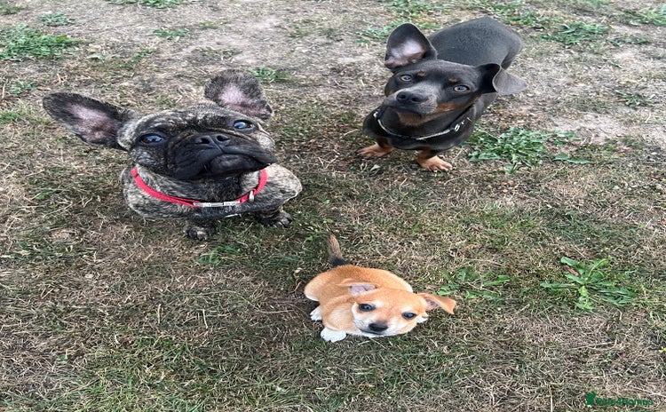 Mixed Breed dogs - Advert 9