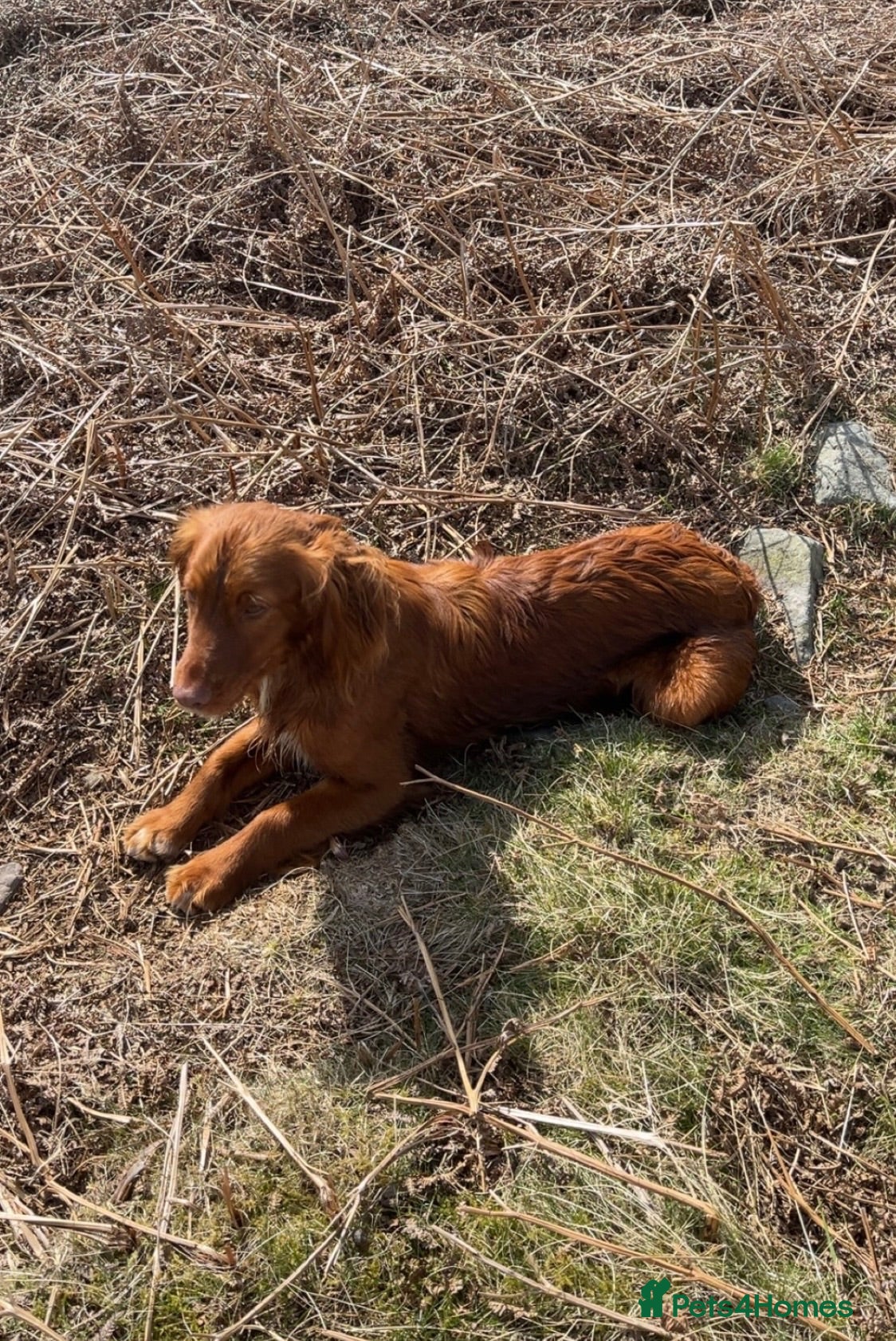 Cocker Spaniel dogs 3 working cocker spaniels available  - Advert 1