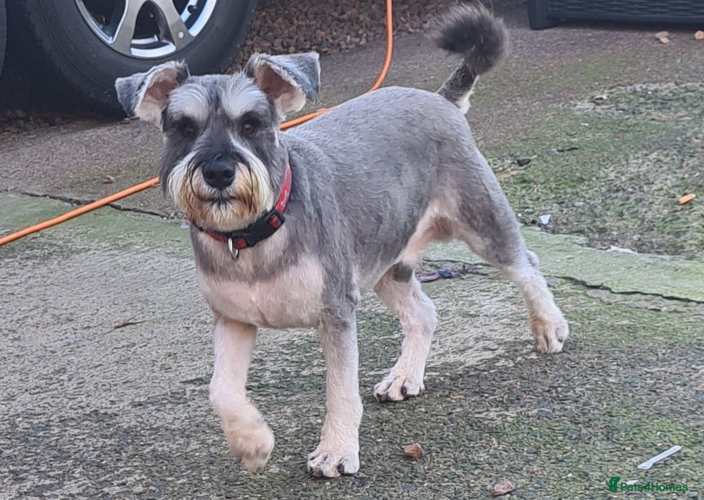 Miniature Schnauzer dogs PROVEN KC Miniature schnauzer stud  in Edinburgh - Advert 2