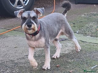 Miniature Schnauzer dogs PROVEN KC Miniature schnauzer stud in Edinburgh - Advert 1