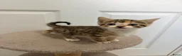 Mixed Breed cats for sale: 4 gorgeous kittens  - Advert 15
