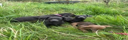 Dachshund dogs for sale: Gorgeous Dachshunds puppies  - Advert 8