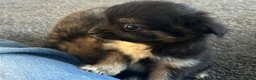 Chihuahua dogs for sale: Long hair stunning chihuahuas pedigree  in Worcester - Advert 5