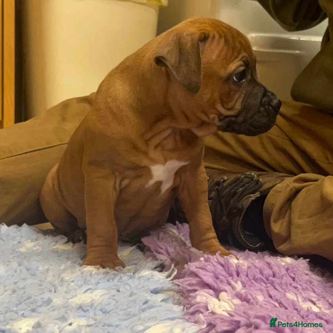 Staffordshire Bull Terrier dogs for sale: 7 Red Staffordshire Bull Terrier pups  - Advert 26