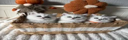 British Shorthair cats for sale: Exceptional Pedigree Silver British shorthairs 🩶 - Advert 13
