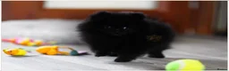 Pomeranian dogs for sale: 🐾 Beautiful Pomeranian Puppies RKC DNA ❤️ in Manchester - Advert 7